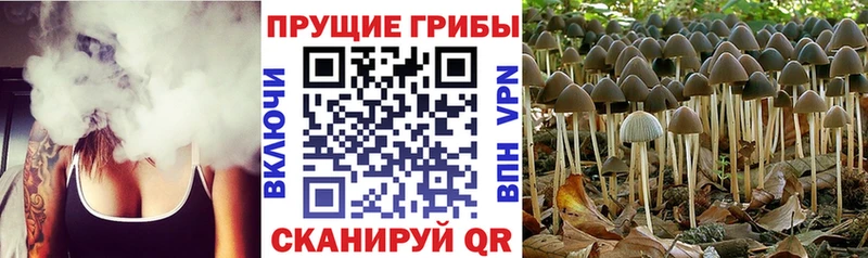 Псилоцибиновые грибы прущие грибы  Купить  Мышкин 